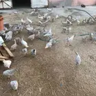 للبيع دجاج فيومي