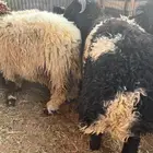 طليان نعيم