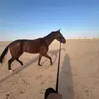 حصان انقليزي سباق