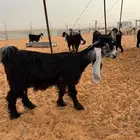 معزا عوارض