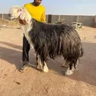 فحل نجدي مشرووط