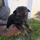 جراوا كلاب جيرمن شيبرد