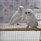 تم البيع