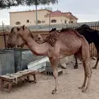 بكره حمراء مزيوون. ((( تم البيع)))