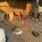 فحل بكستاني