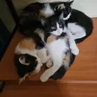 قطط للتبني