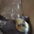 طيور كروان