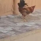ديكة بلدي