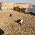 دواغير خروف روف ورخل