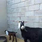 معزه ولد