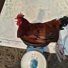 ديوك فرنسي احمر اعمار فوق 7 شهور فحول او للذبح