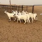 المظيلف
