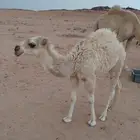 للبيع حشو فاخره