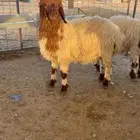 بيع بهم