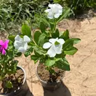 شتلات متنوعة بسعر الجملة