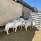 طليان للبيع 10