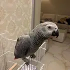كاسكو أفريقي فرخ ثلجي متكلم محجل