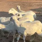اعرض لكم 8 رخال صنف الصنف مع الفحل