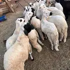سواكن بيض مرباه
