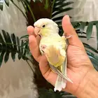 ببغاء كنيور مون شيك هدد شرط من النوادر قمه فالولافه تم البيع