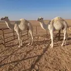 حشو للبيع أعمارها 6 و 7 شهور