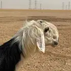 خروف نجدي صنف