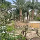 نخل للبيع