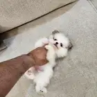 جراوي بومرنيان