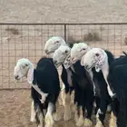 رخال نجد صنف للأهل المقنا