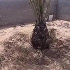 جثايث اخلاص طيبه مثمره توصيل الى جميع المناطق