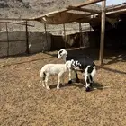 طليين للبيع ( تم البيع )