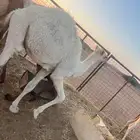 حشو
