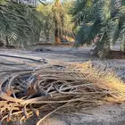 سعف نخل وفيه كميه كبيره