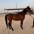 فرس عربي اصيل واهو للبيع