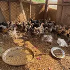 فروخ دجاج