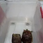 سلحفاه انثى للبيع