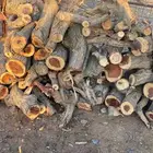 حطب سمر مشروط يابس