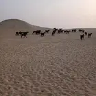 للبيع 65 معزا مع فحلها