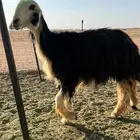 نجديه كفوو دافعع تم البيع تم البيع