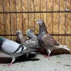 حمام زاجل