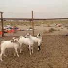 ذبايح للبيع تم البيع
