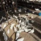 حمام فرنسي