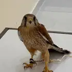 للبيع باشق