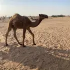 حاشي طيب للبيع
