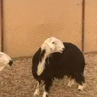 حوطة بني تميم