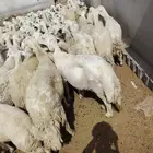 غنم حري صنف