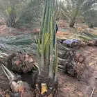 نخل مثمر للبيع شامل التوصيل والغرس بالموقع