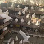 حمام فرنسي