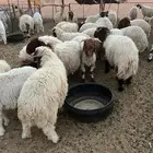 بهم نعيم وحري للبيع