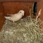ببغاء